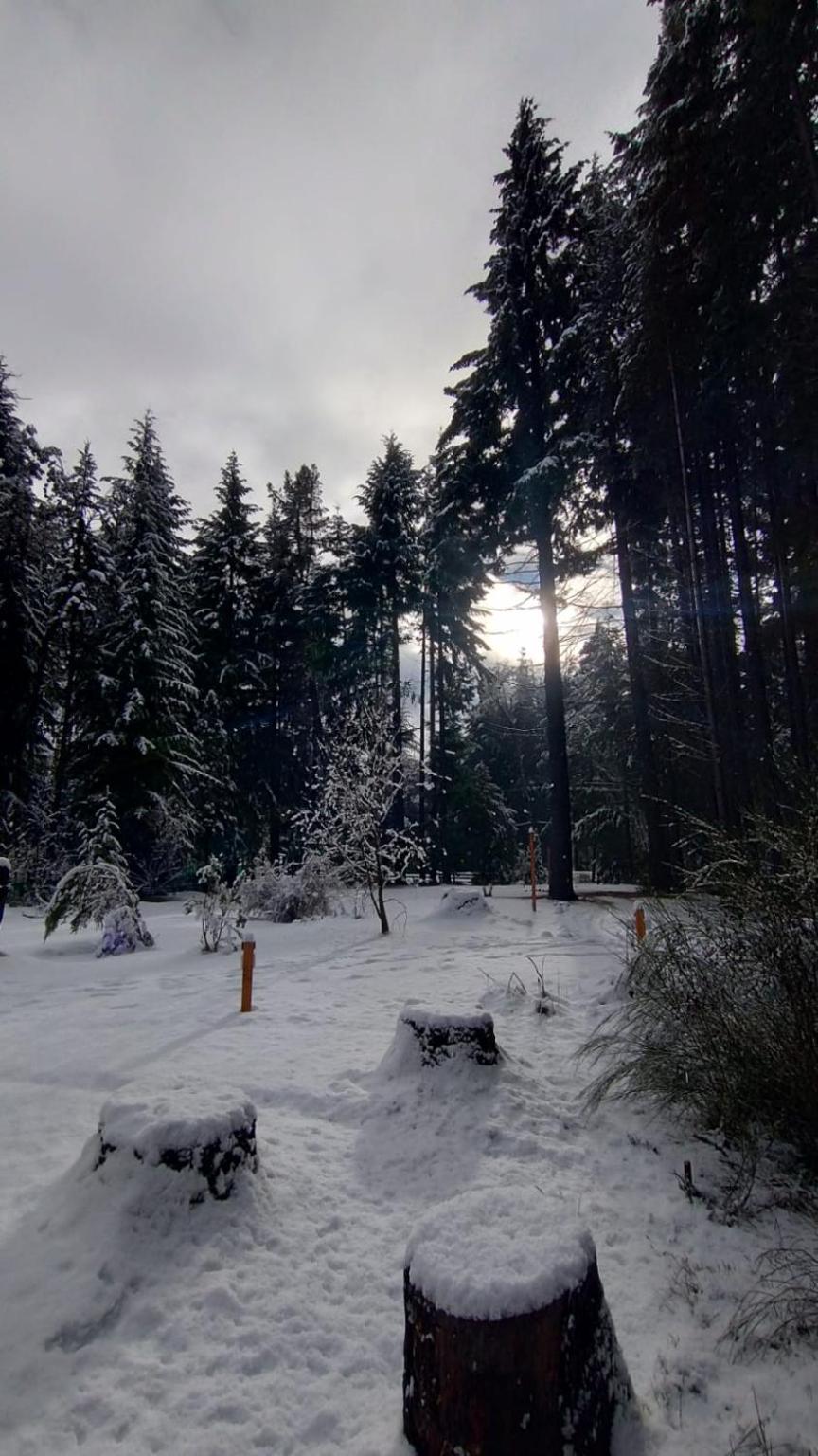 El bosque nevado